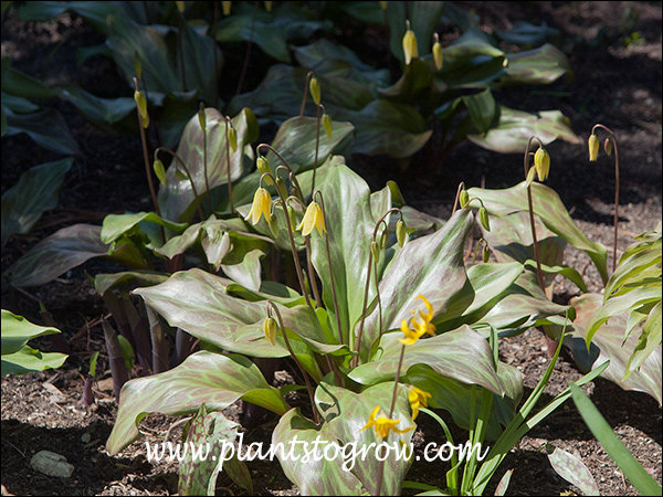These plants had lots of flowers and accented by the mottled shiny leaves.